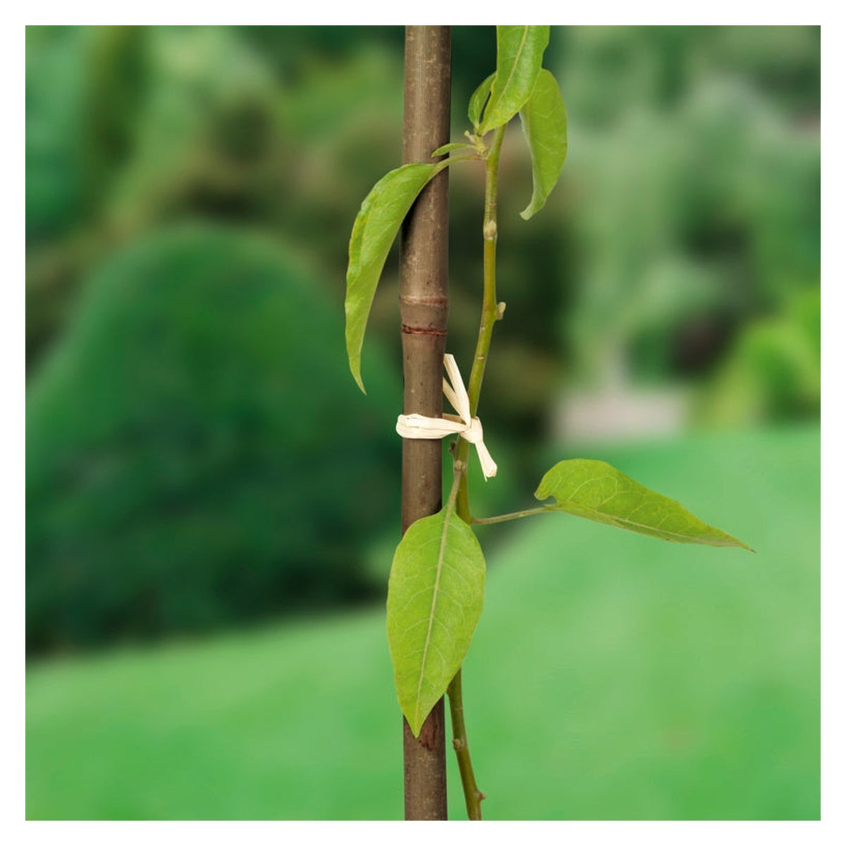 Pack of 10 Ambassador 5ft bamboo canes, view 2