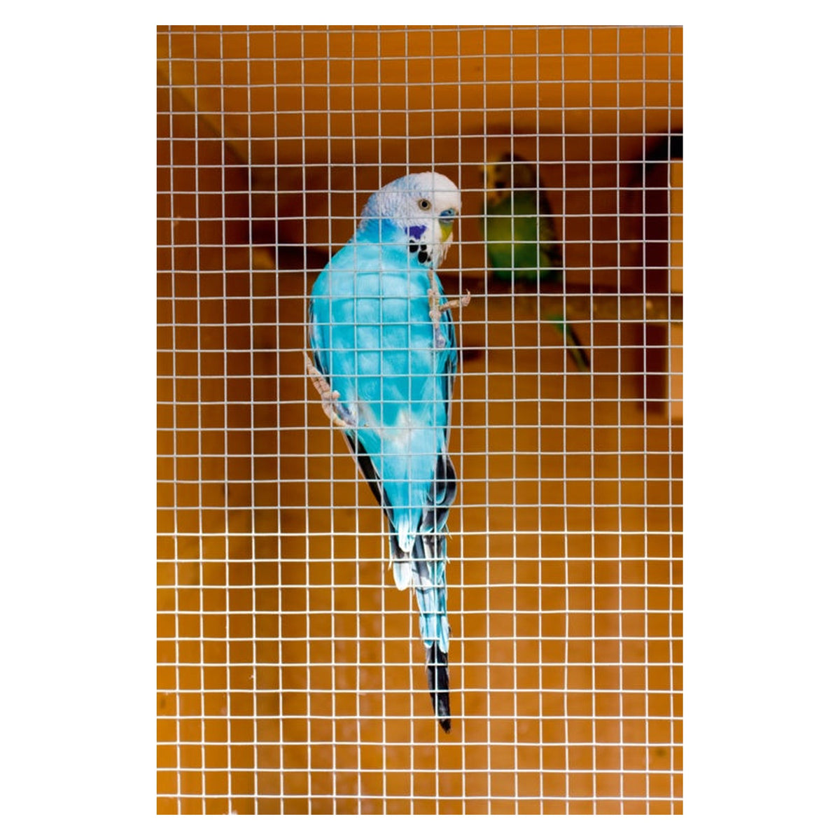 Ambassador galvanised welded mesh panel 0.6 x 0.9m 25mm mesh