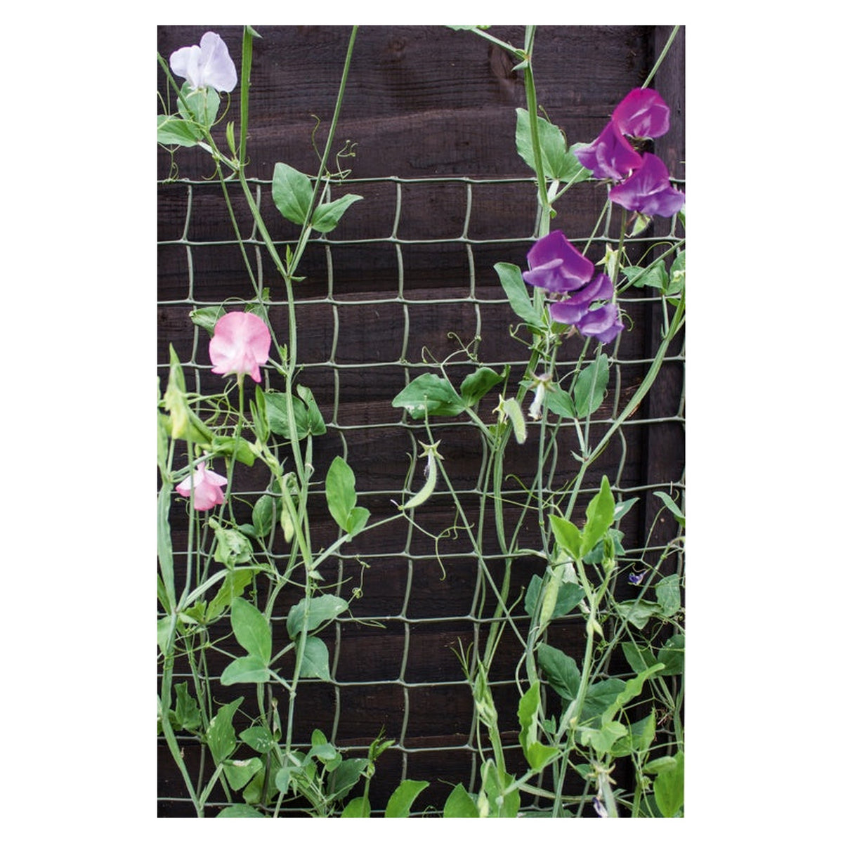 Ambassador tan climbing plant support mesh 5m x 0.5m