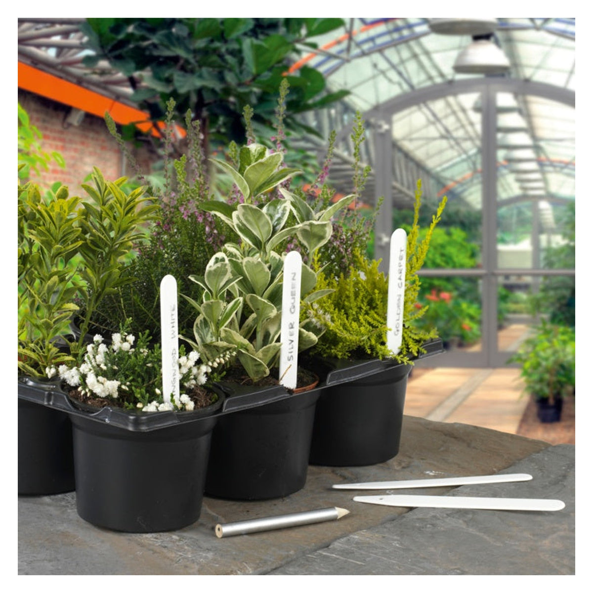 Ambassador 5 inch plant labels, pack of 50, view 2