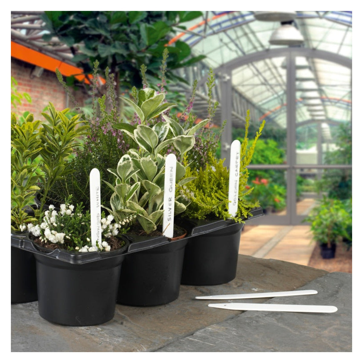 Ambassador plant labels 5 inch, pack of 100