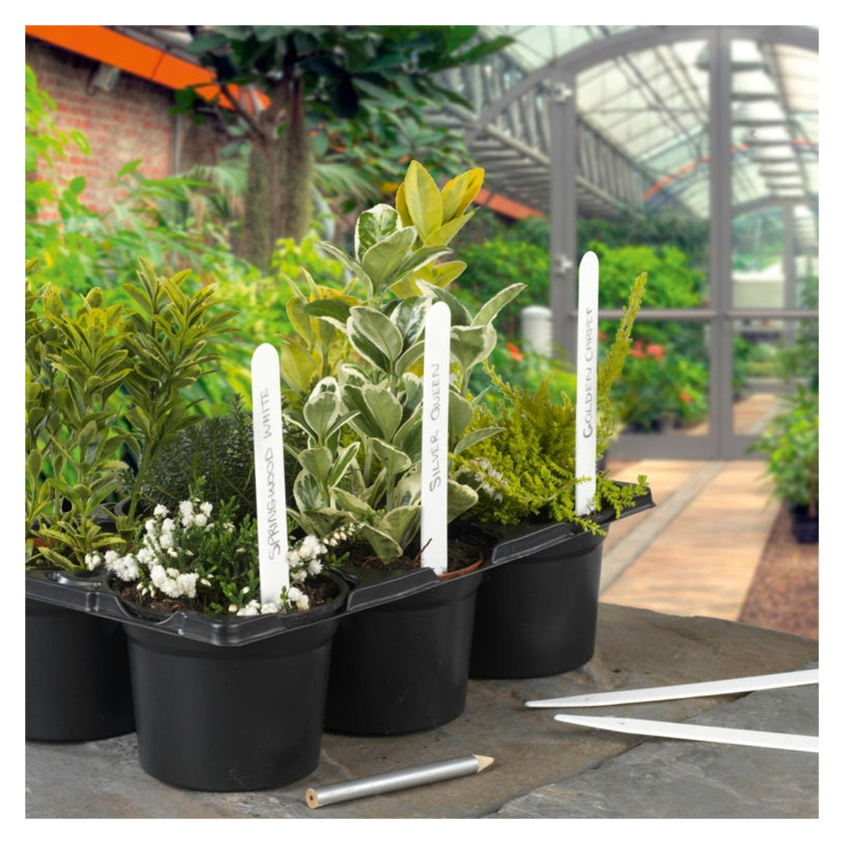 Pack of 50 Ambassador 6 inch plant labels, view 2