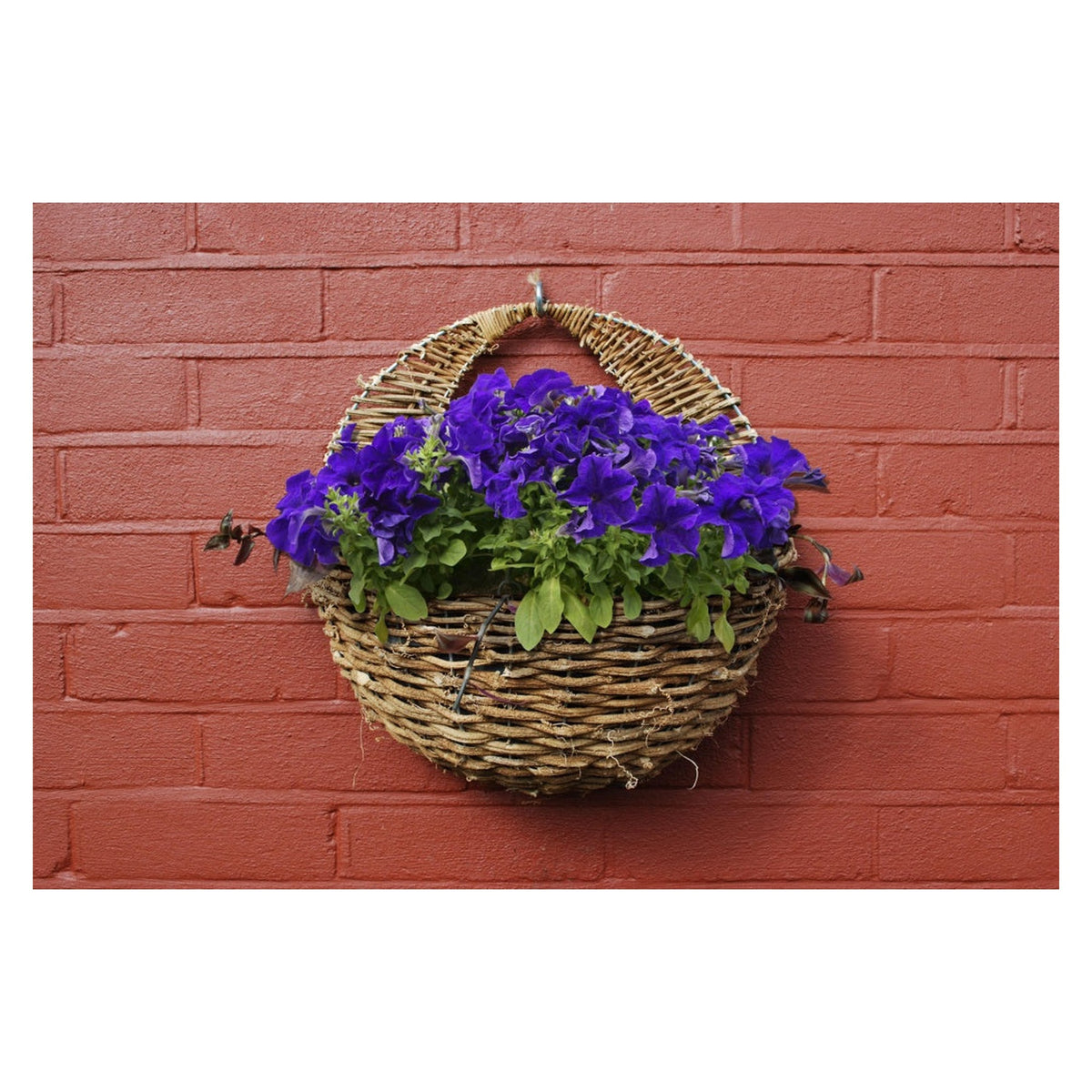Ambassador 16 inch natural rattan wall basket