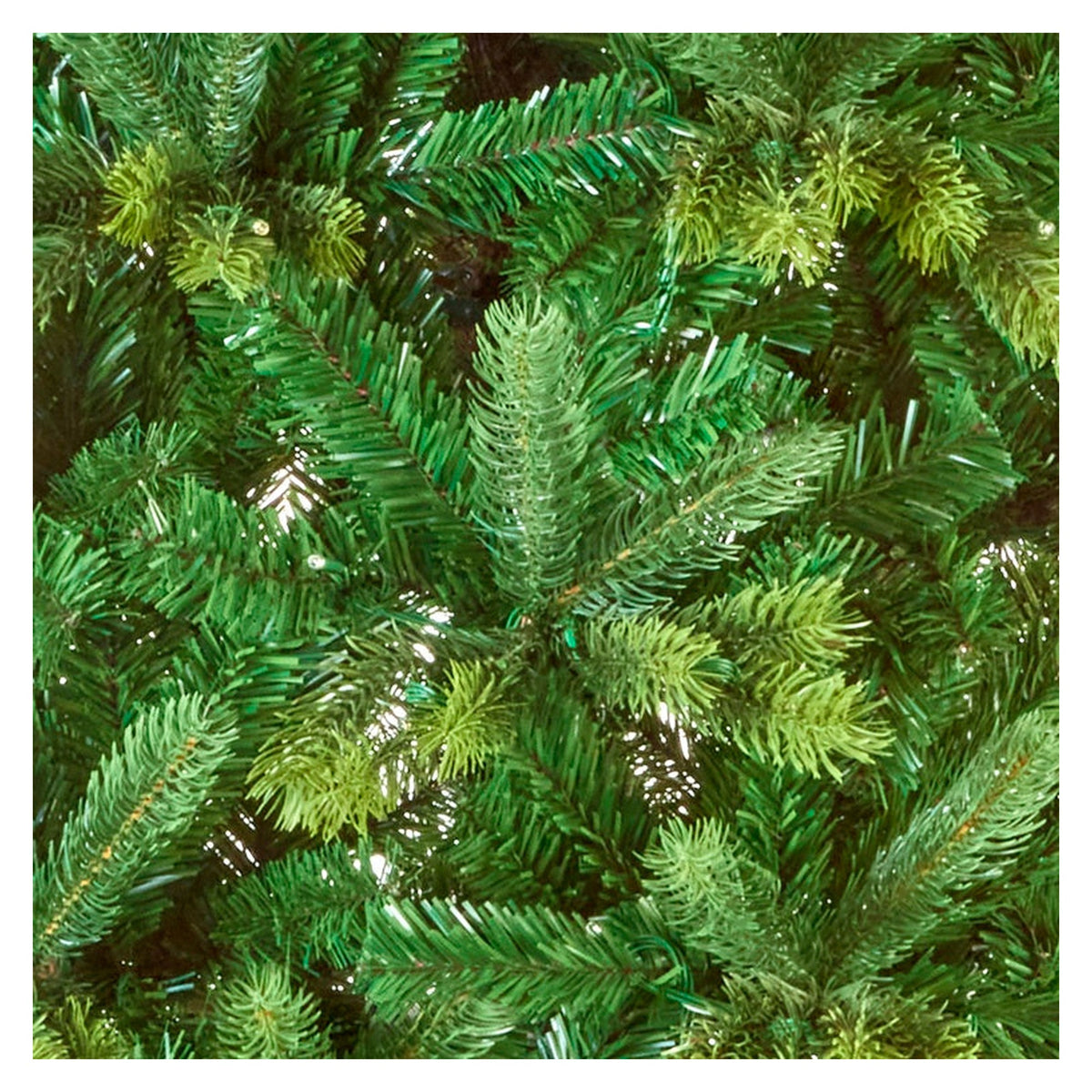 Barneswood Spruce Tree - 1.8m, view 5
