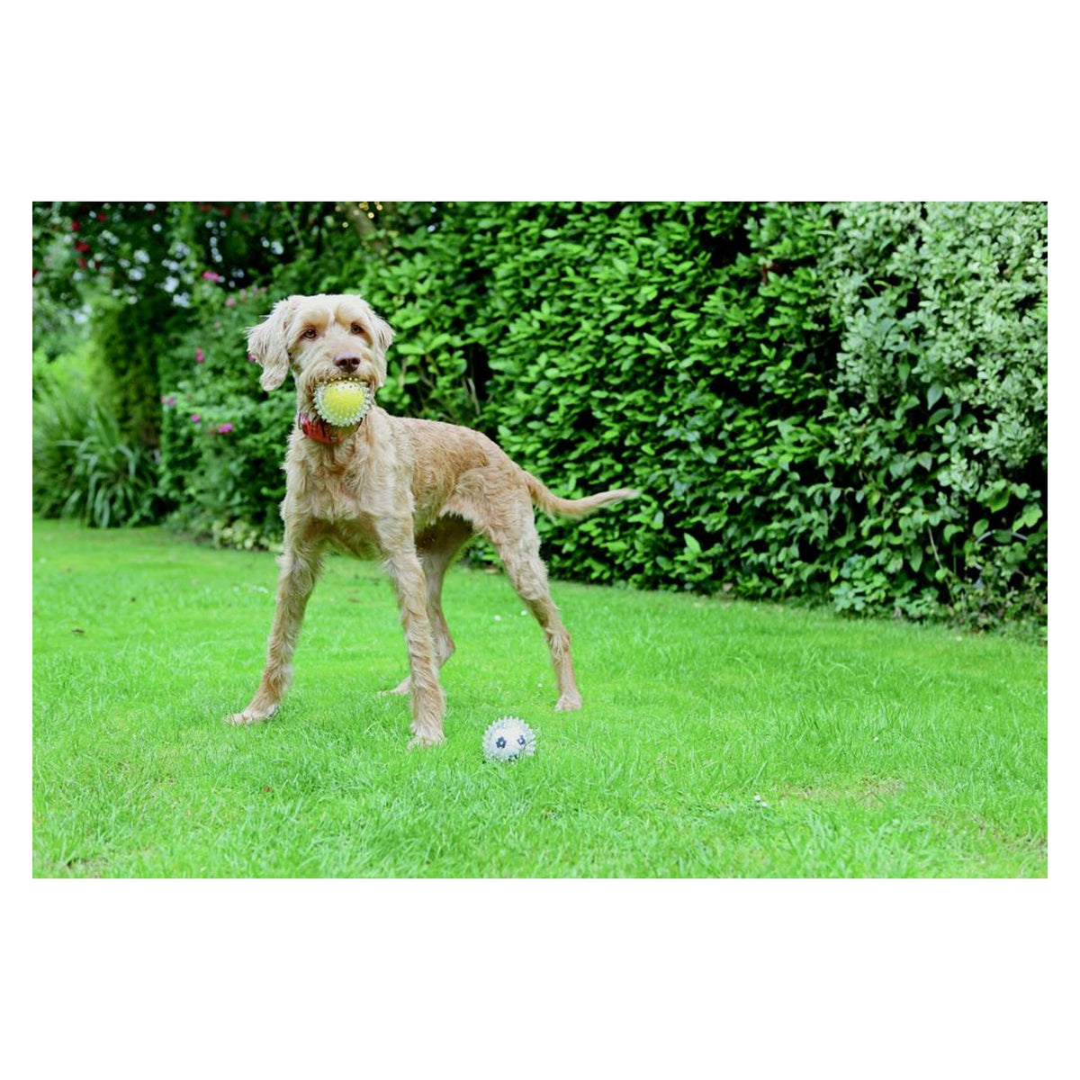 Catch & Play Tennis Ball, view 3