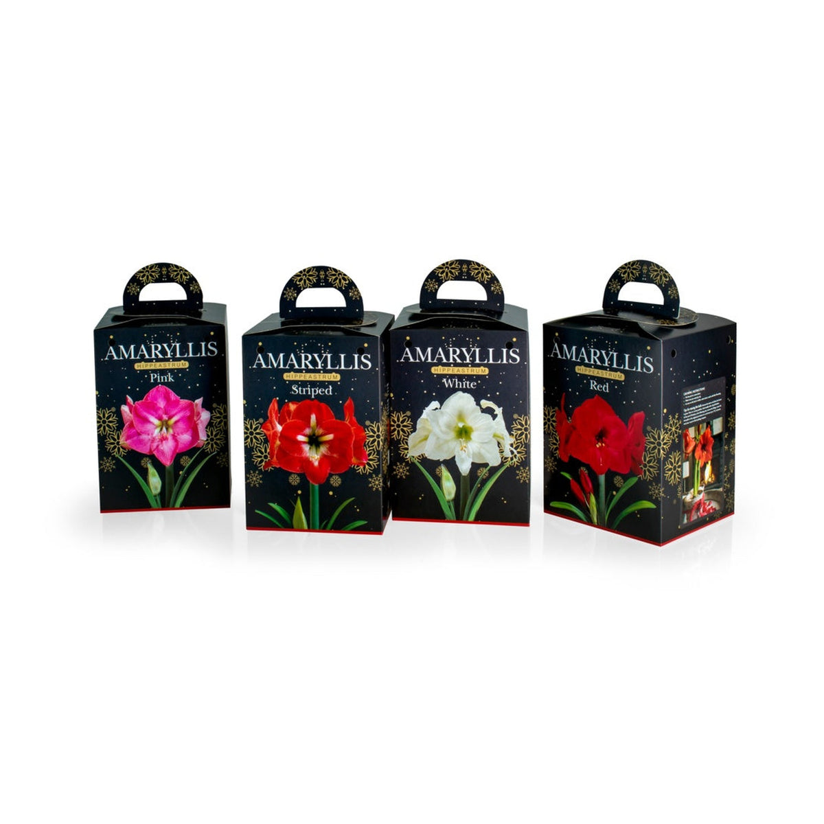 Gift Kits - Amaryllis