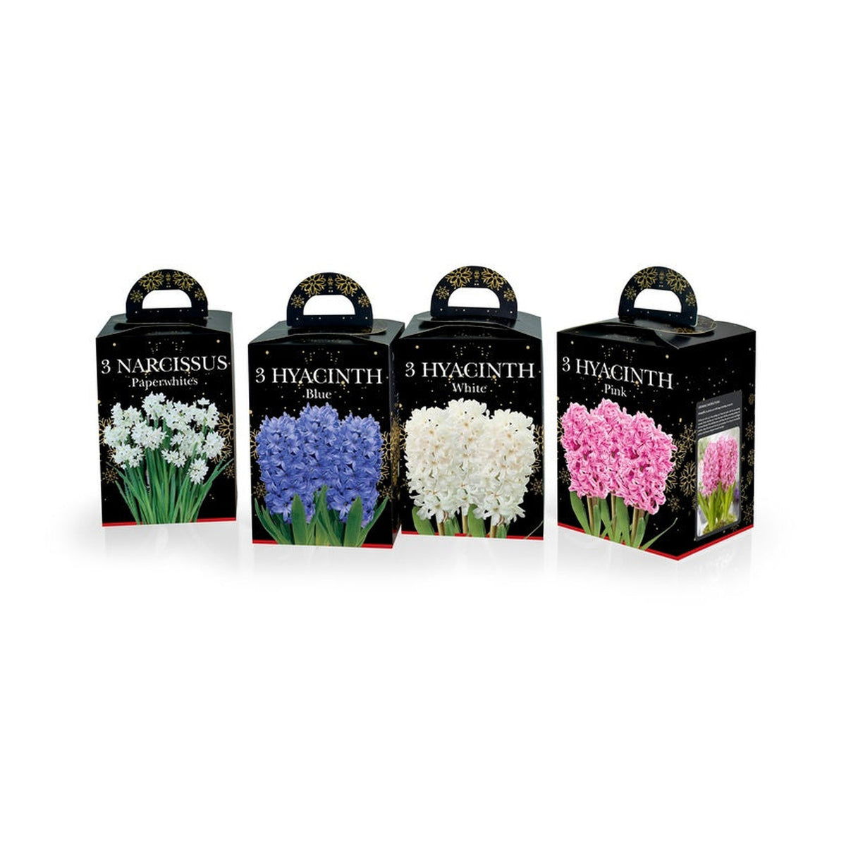 Hyacinth & Paper White Gift Kits
