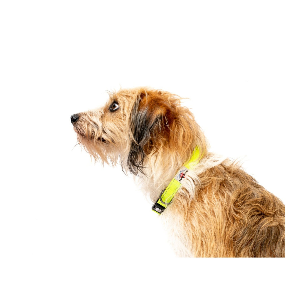 Long Paws Urban Trek neon yellow dog collar small, view 3