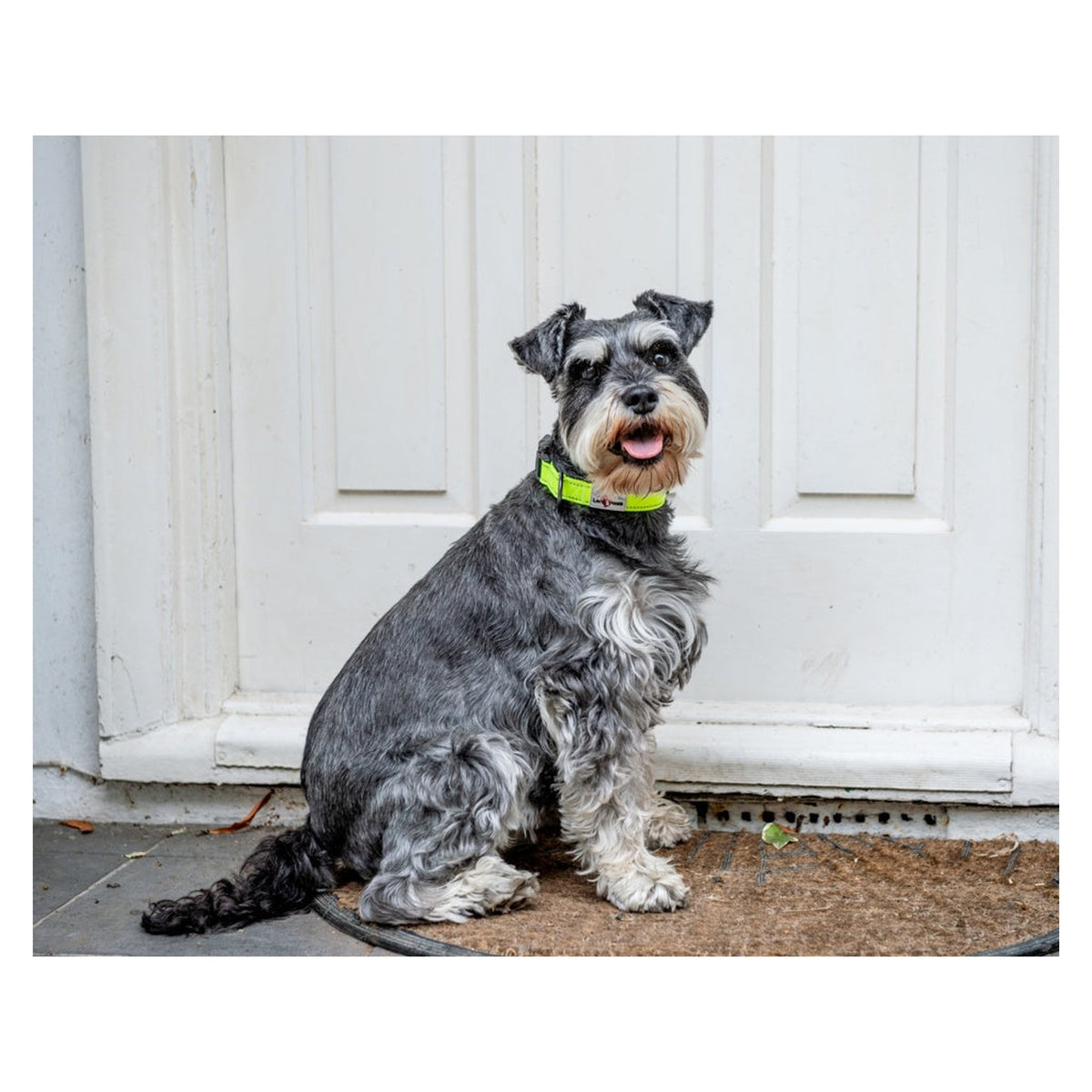 Long Paws Urban Trek neon yellow dog collar small, view 4