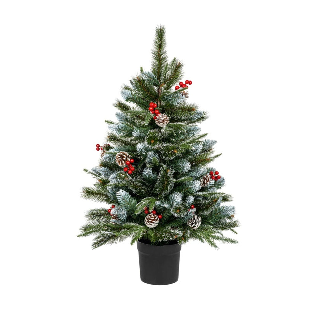 New Jersey Spruce - 90cm