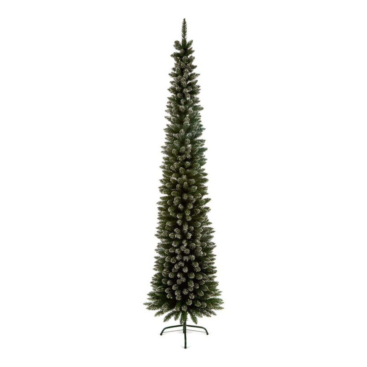 Pencil Pine Snow Tipped - 2m