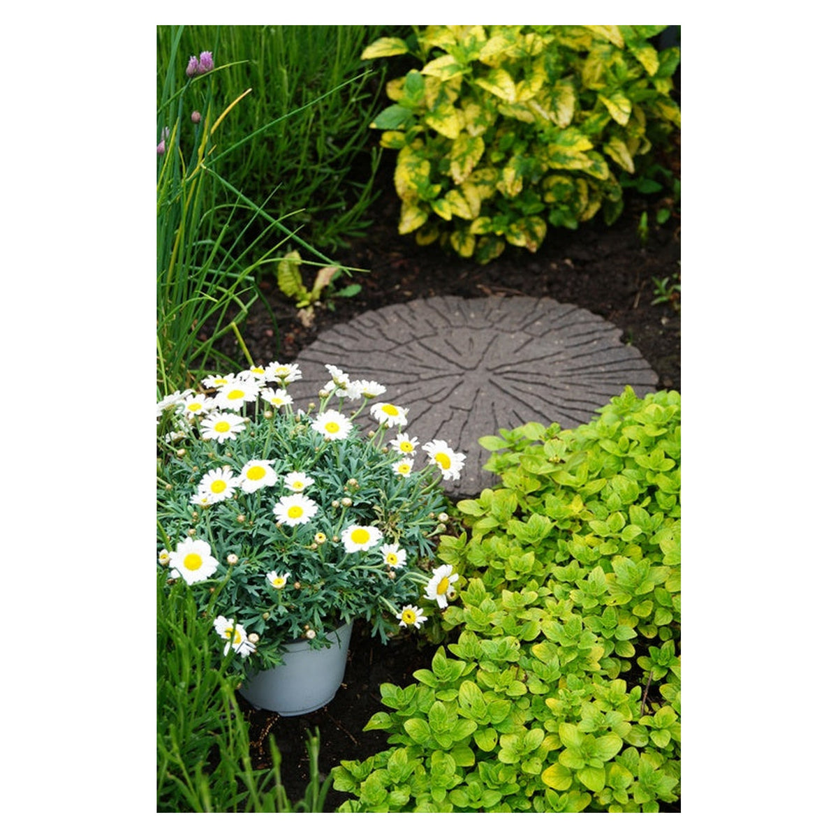 Primeur cracked log rubber stepping stone in Earth, view 3