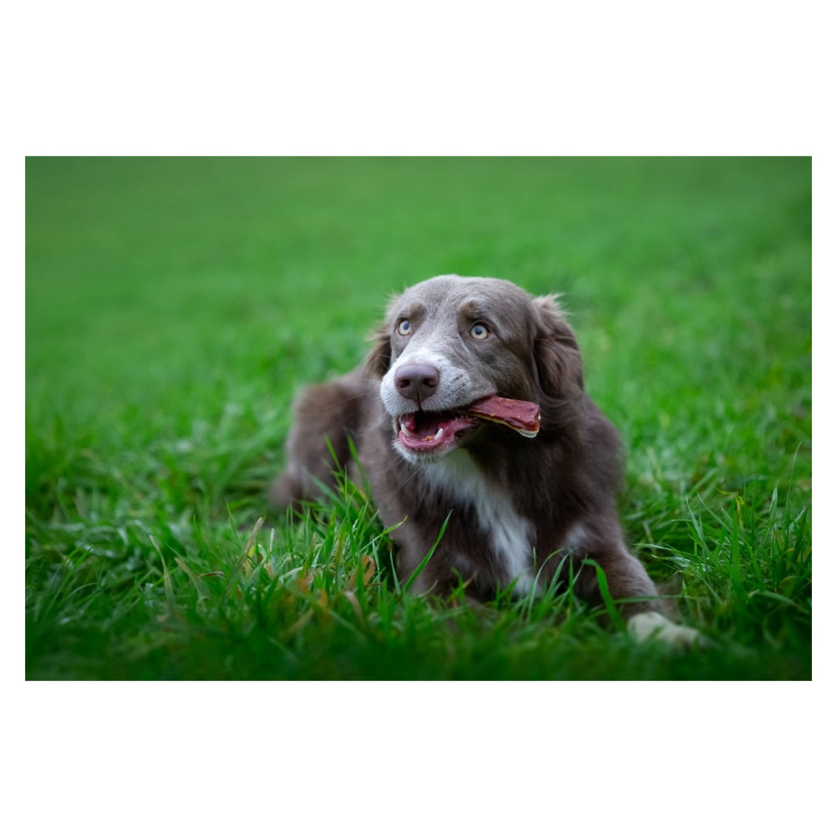 Rosewood Chewy Bones with Duck dog chews, medium, view 11