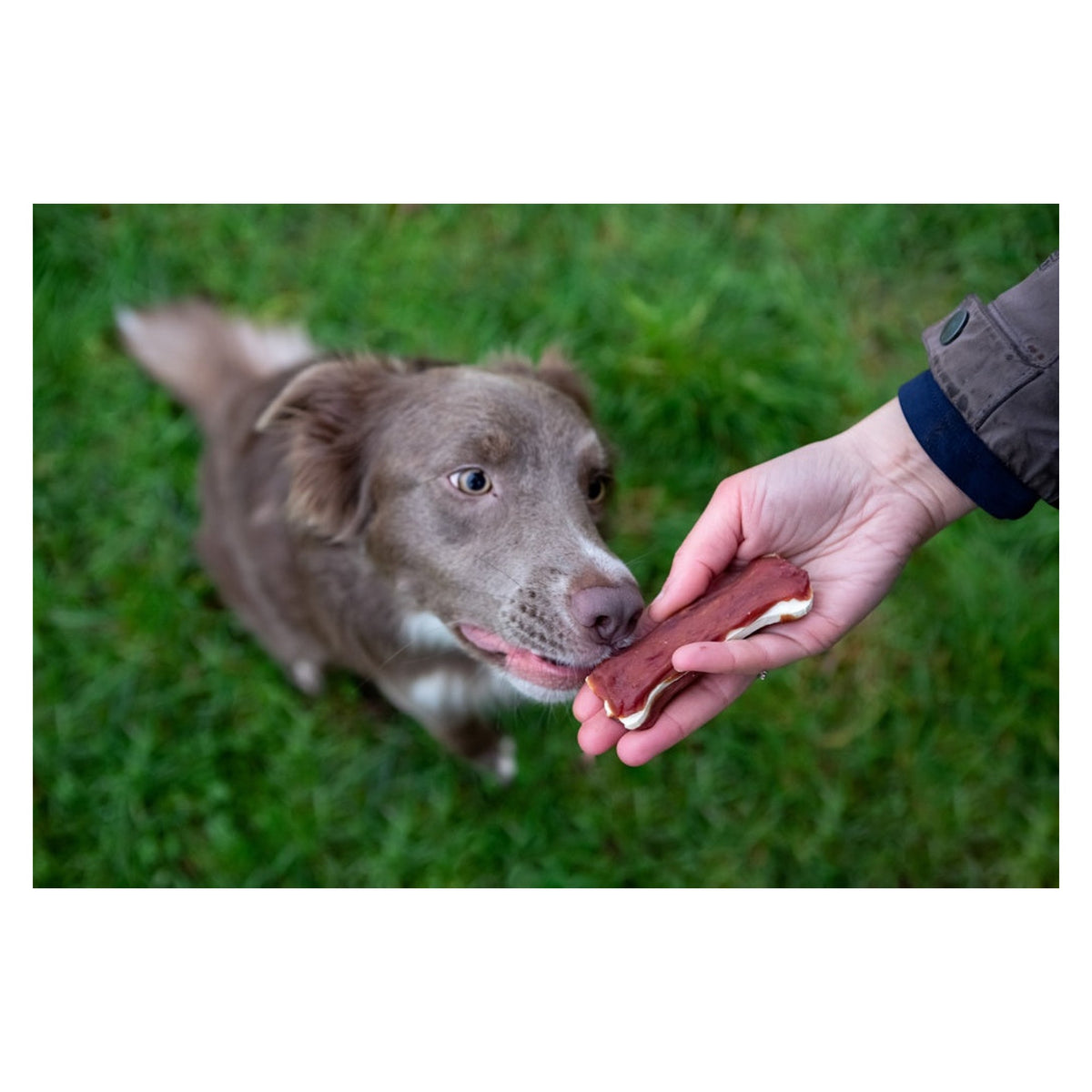 Rosewood Chewy Bones with Duck dog chews, medium, view 5