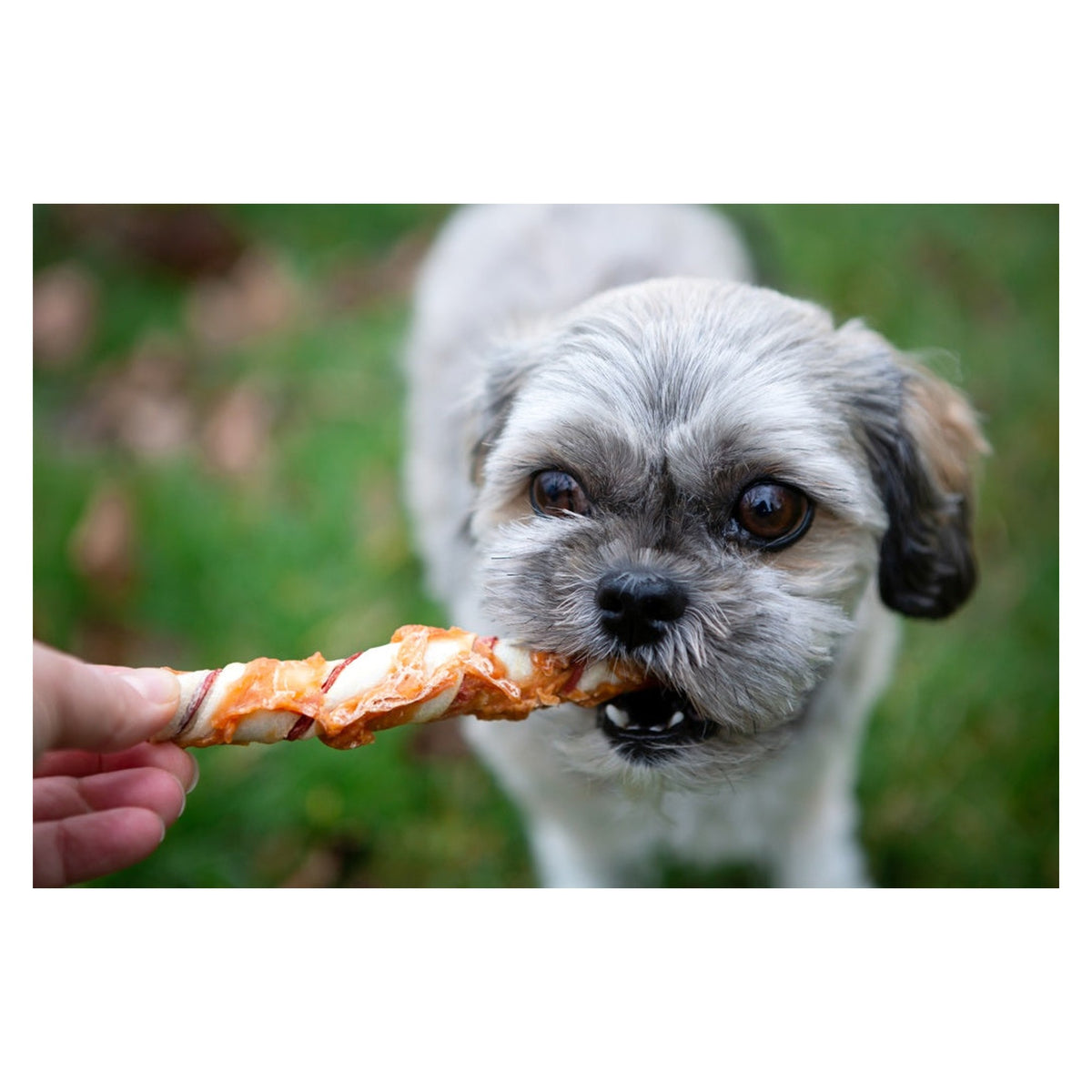 Rosewood trio stick with chicken dog treat, medium, view 2