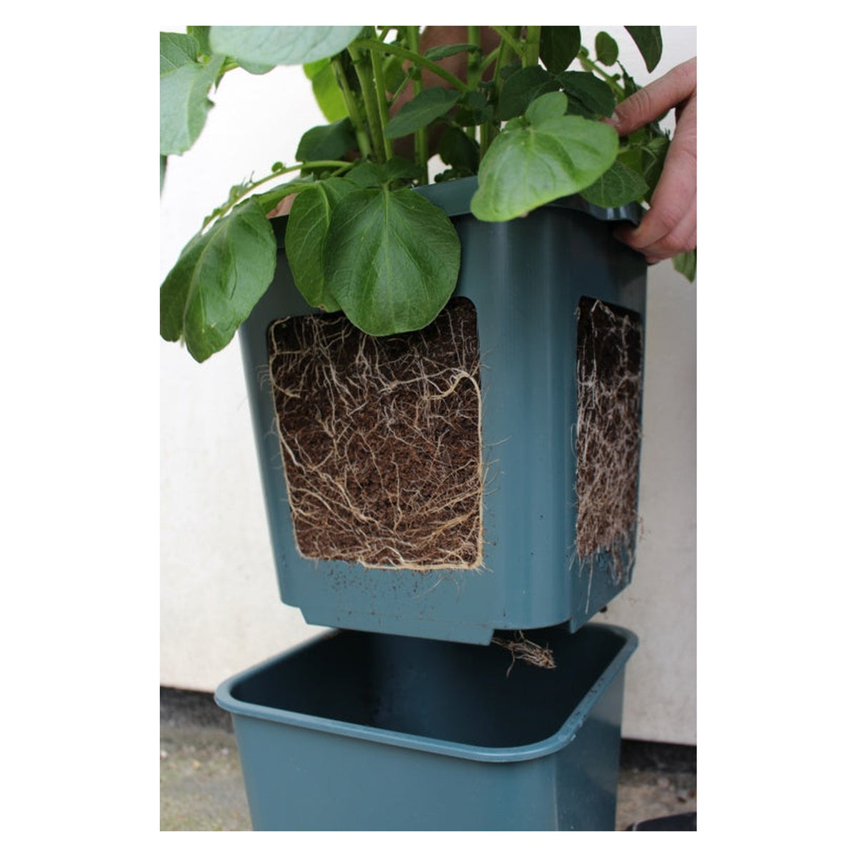 Agralan Potato Pot for growing potatoes on patios