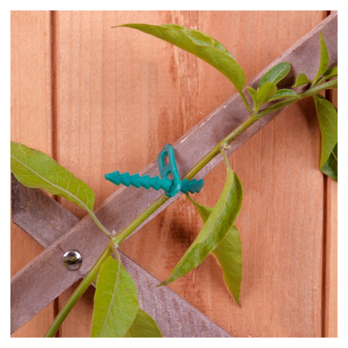 Ambassador adjustable plant ties, 12.5cm, pack of 50, view 3