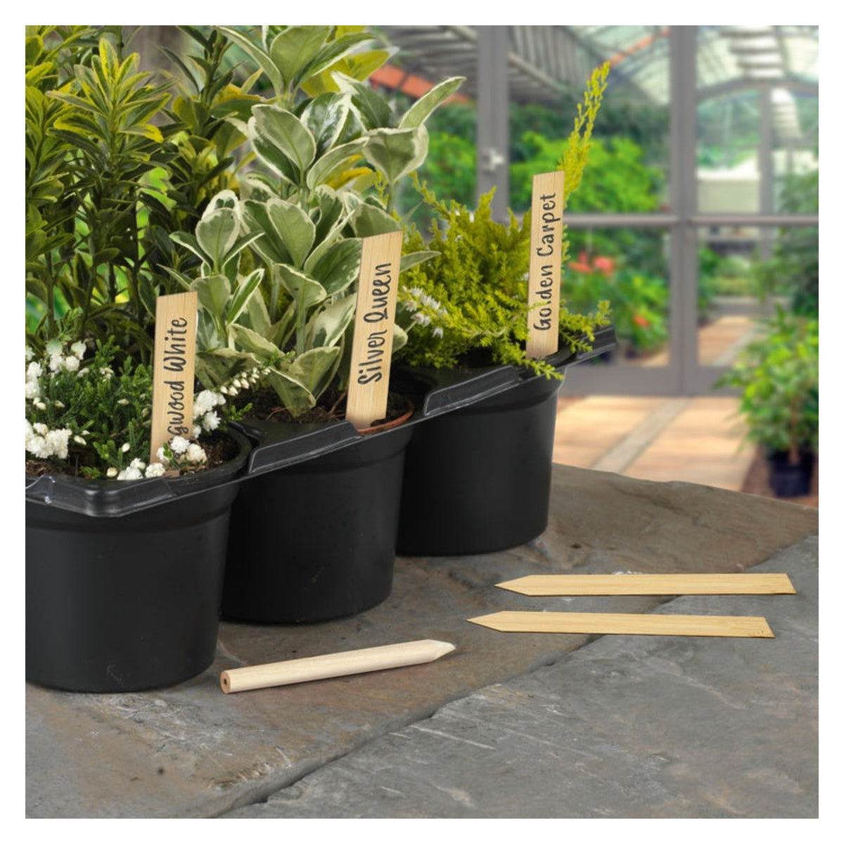 Ambassador bamboo plant labels 4 inch with pencil