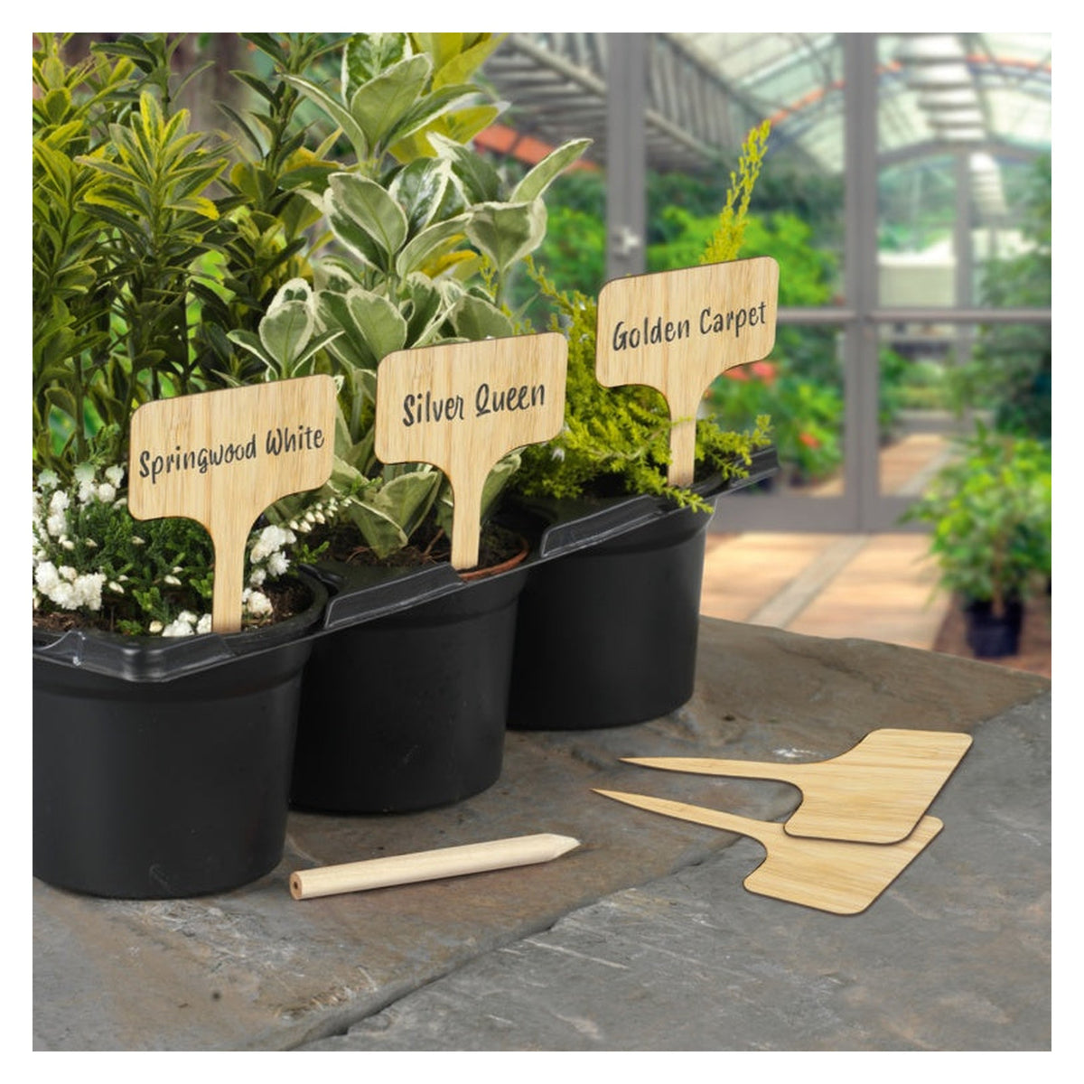 Ambassador bamboo T plant labels with pencil