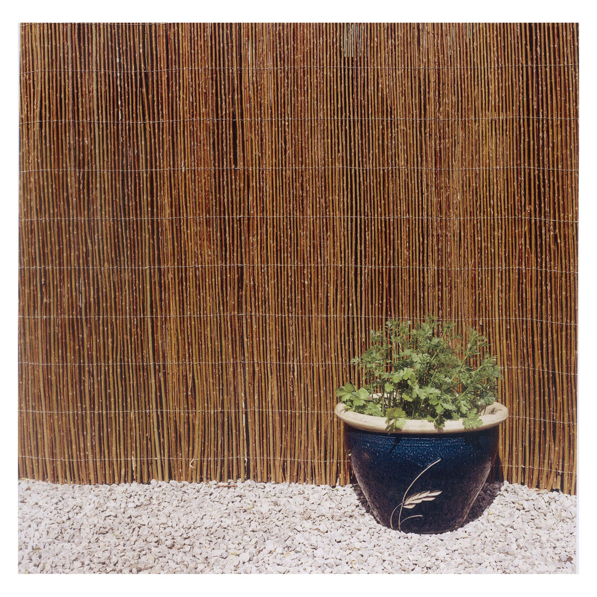 Ambassador willow garden screening 4m x 2m