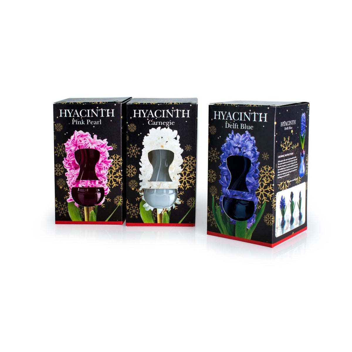 Glass Kits - Hyacinth
