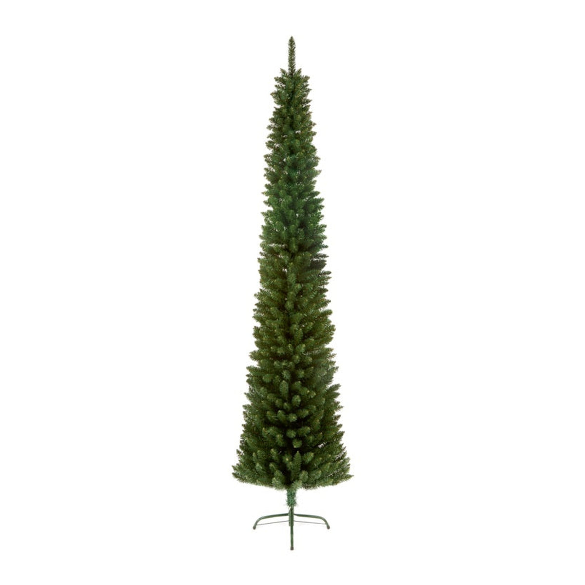 Green Pencil Pine - 2m