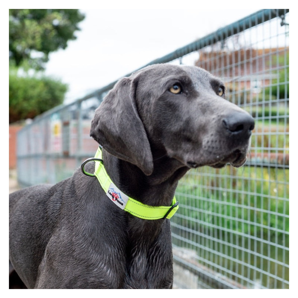 Long Paws Urban Trek neon yellow dog collar small, view 5