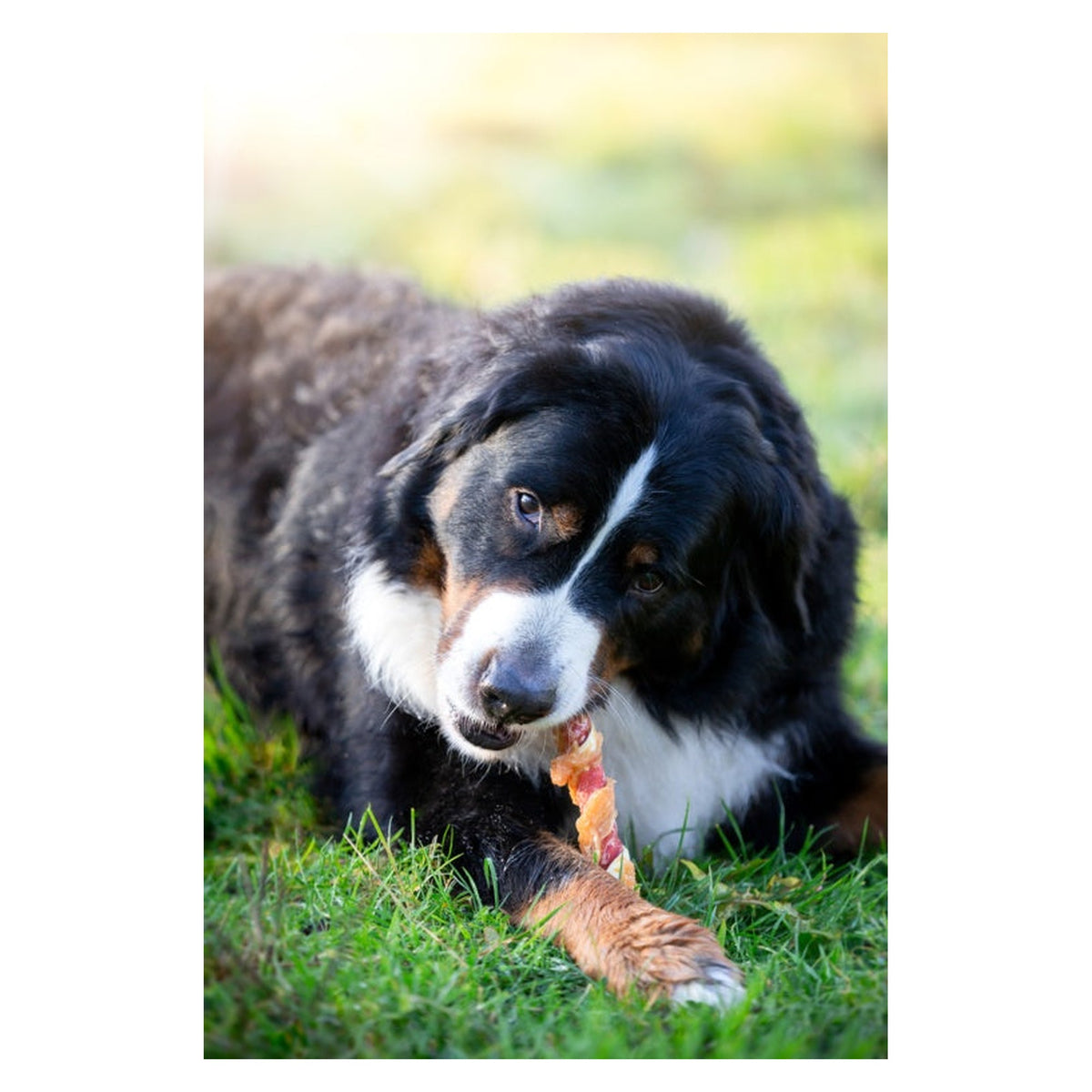 Rosewood Trio sticks with chicken dog treats, view 4