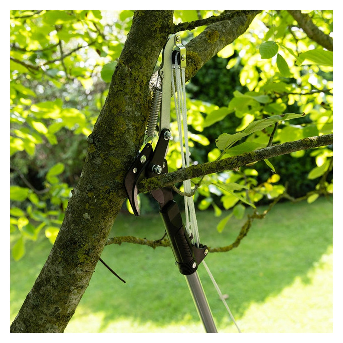 Wilkinson Sword telescopic tree cutter, view 2