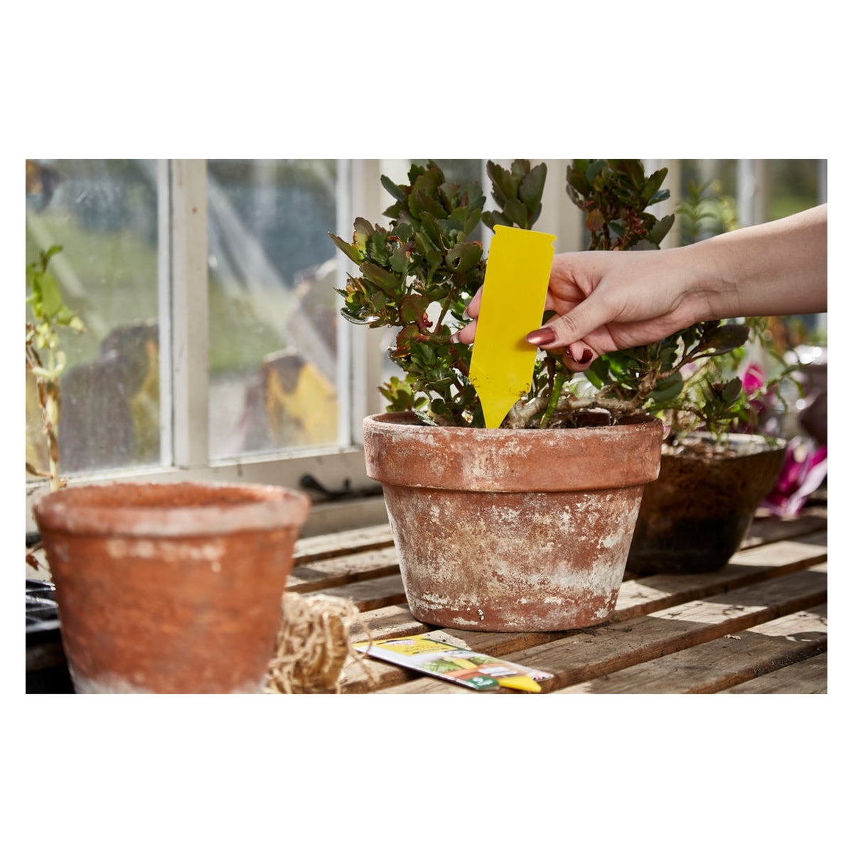 Zero In pot plant bug traps pack of 5 yellow sticks, view 2
